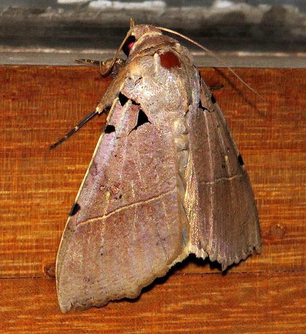 /filer/webapps/moths/media/images/K/korana_Serrodes_A_Braun_14.jpg