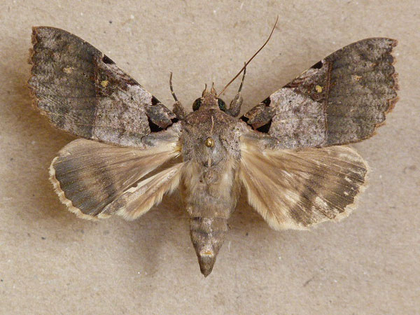 /filer/webapps/moths/media/images/K/korana_Serrodes_A_Butler.jpg