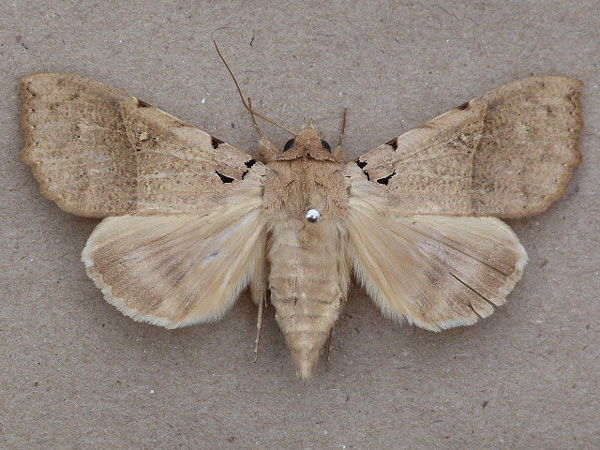 /filer/webapps/moths/media/images/K/korana_Serrodes_A_Butler_02.jpg