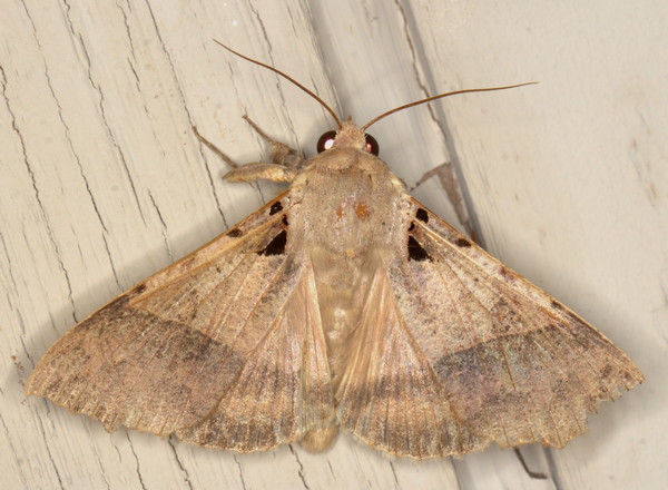 /filer/webapps/moths/media/images/K/korana_Serrodes_A_Heyns_01.jpg