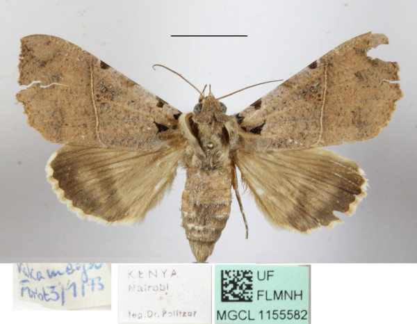 /filer/webapps/moths/media/images/K/korana_Serrodes_A_MGCLa_01.JPG