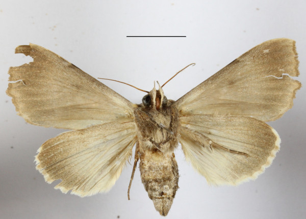 /filer/webapps/moths/media/images/K/korana_Serrodes_A_MGCLb_01.JPG