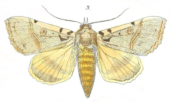 /filer/webapps/moths/media/images/K/korana_Serrodes_Felder_116_3.jpg