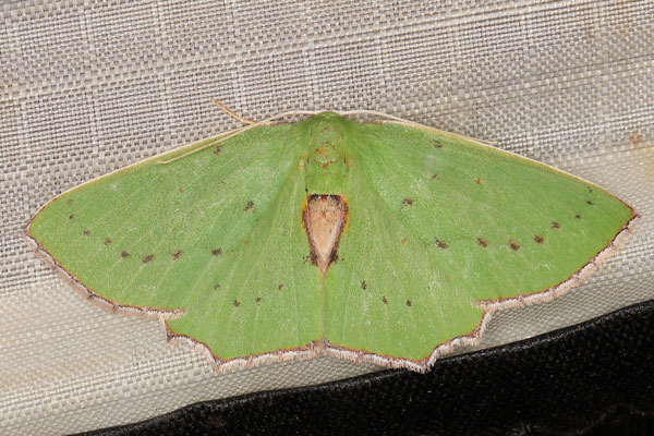 /filer/webapps/moths/media/images/K/koranata_Adicocrita_AF_Heynsa.jpg