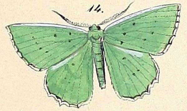 /filer/webapps/moths/media/images/K/koranata_Racheospila_HT_Felder_1875_127-14.jpg