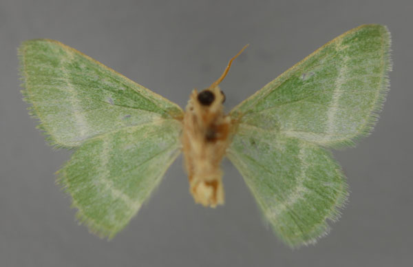 /filer/webapps/moths/media/images/K/kossnerae_Hemidromodes_HT_ZSM_02.jpg