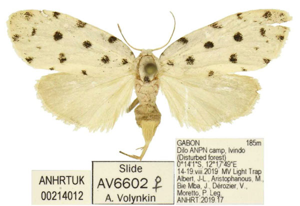 /filer/webapps/moths/media/images/K/kota_Siccia_PTF_ANHRT.jpg