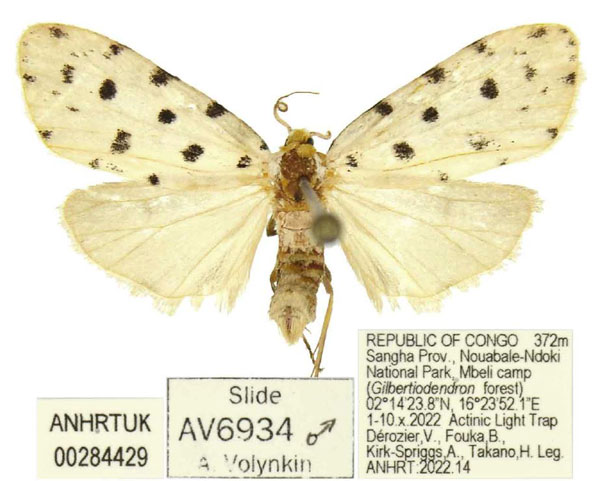 /filer/webapps/moths/media/images/K/kota_Siccia_PTM_ANHRT.jpg