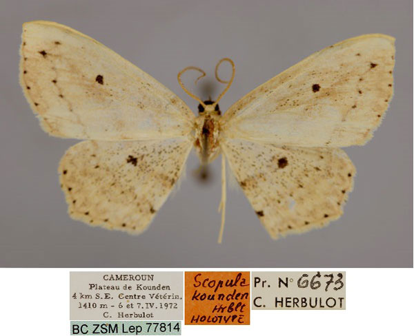 /filer/webapps/moths/media/images/K/kounden_Scopula_HT_ZSM_01.jpg