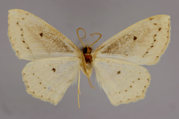 /filer/webapps/moths/media/images/K/kounden_Scopula_HT_ZSM_02.jpg