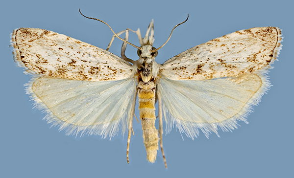 /filer/webapps/moths/media/images/K/kovtunovichi_Ht_m1a.jpg