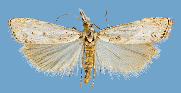 /filer/webapps/moths/media/images/K/kovtunovichi_Ptf.jpg