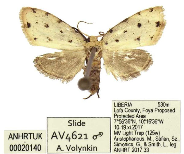 /filer/webapps/moths/media/images/K/kpelle_Siccia_HT_ANHRT.jpg