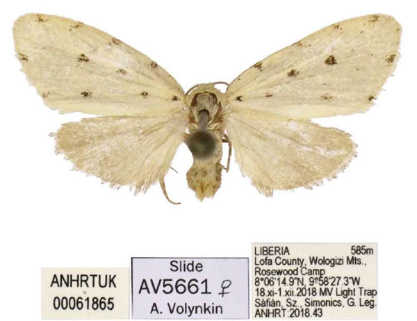/filer/webapps/moths/media/images/K/kpelle_Siccia_PTF_ANHRT.jpg