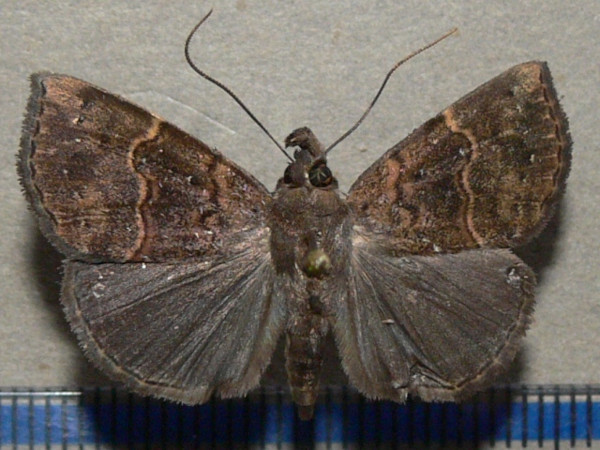 /filer/webapps/moths/media/images/K/kratochvili_Hypena_A_Goffa_01.jpg