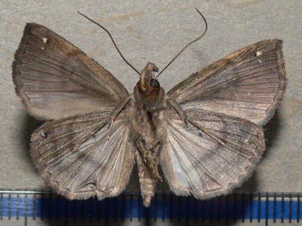 /filer/webapps/moths/media/images/K/kratochvili_Hypena_A_Goffb_01.jpg