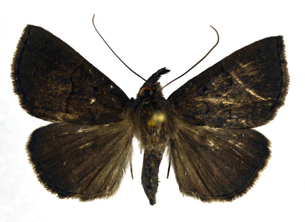 /filer/webapps/moths/media/images/K/kratochvili_Hypena_A_NHMO.jpg