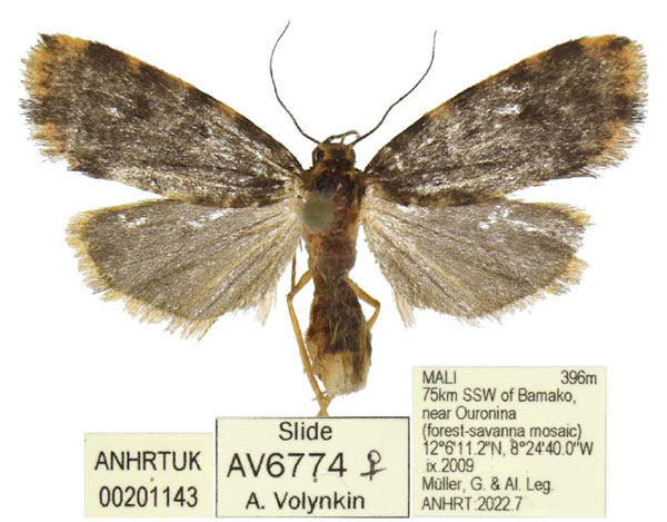/filer/webapps/moths/media/images/K/kravchenkoi_Siccia_PTF_ANHRT.jpg