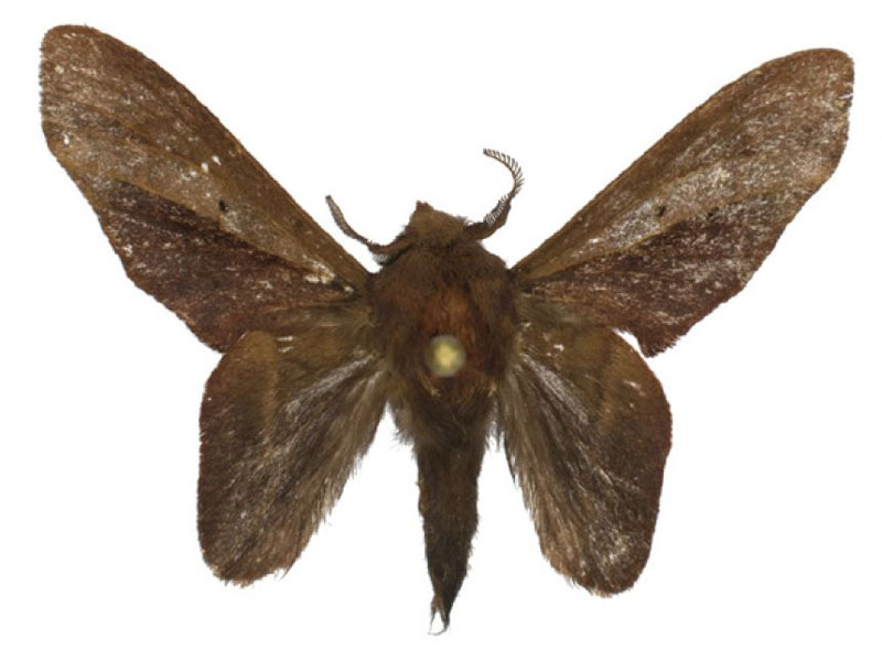 /filer/webapps/moths/media/images/K/kravchenkoi_Typhonoya_HT_ZSM.jpg