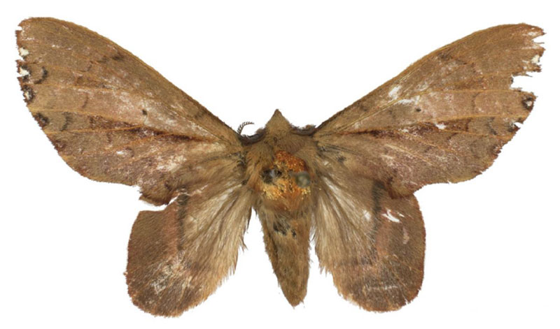 /filer/webapps/moths/media/images/K/kravchenkoi_Typhonoya_PTF_USTTB.jpg