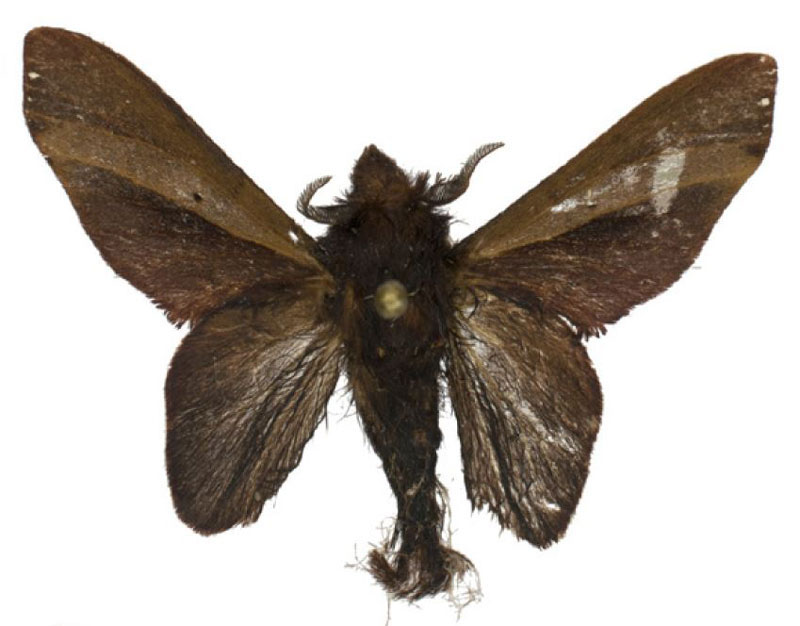 /filer/webapps/moths/media/images/K/kravchenkoi_Typhonoya_PTM_USTTB.jpg