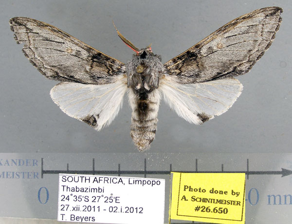 /filer/webapps/moths/media/images/K/krooni_Afroplitis_HT_TMSA.jpg