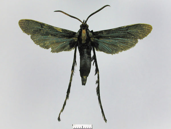 /filer/webapps/moths/media/images/K/krooni_Cicinnoscelis_HT_TMSA.jpg