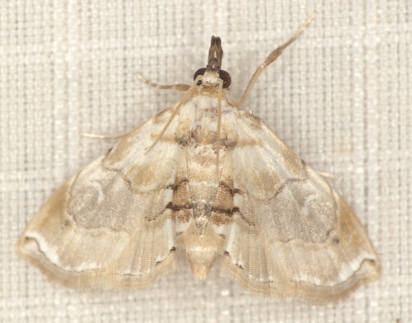 /filer/webapps/moths/media/images/K/krooni_Melouia_A_Heyns_01.jpg