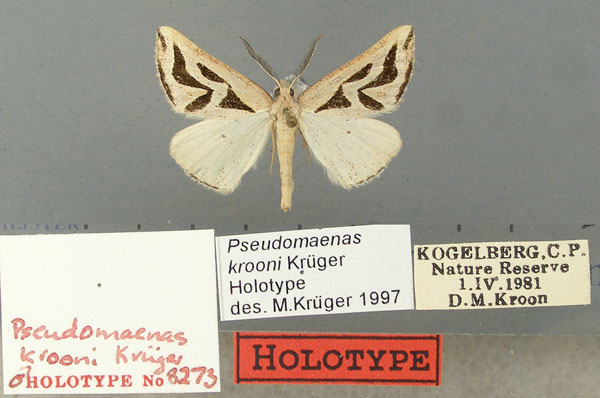 /filer/webapps/moths/media/images/K/krooni_Pseudomaenas_HT_TMSA.jpg
