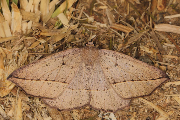 /filer/webapps/moths/media/images/K/krooni_Psilocerea_A_Heyns_01.jpg