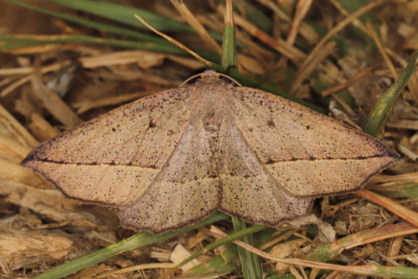 /filer/webapps/moths/media/images/K/krooni_Psilocerea_A_Heyns_02.jpg
