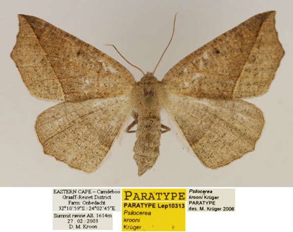 /filer/webapps/moths/media/images/K/krooni_Psilocerea_PTF_TMSA_ZyrJKVC.jpg