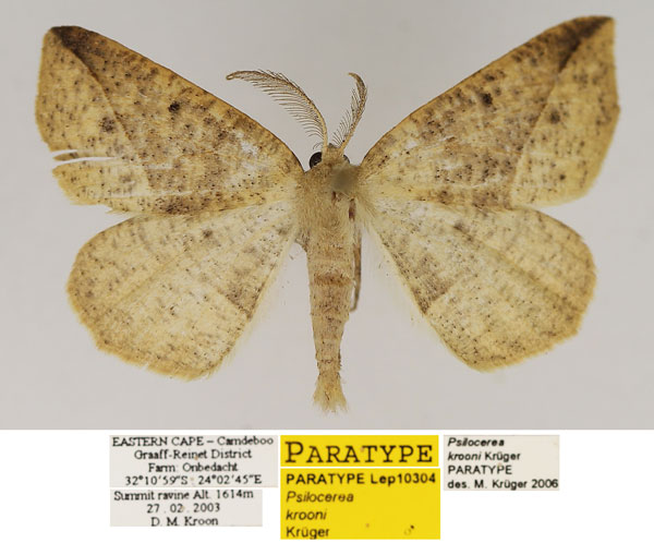 /filer/webapps/moths/media/images/K/krooni_Psilocerea_PTM_TMSA_vy8o61B.jpg