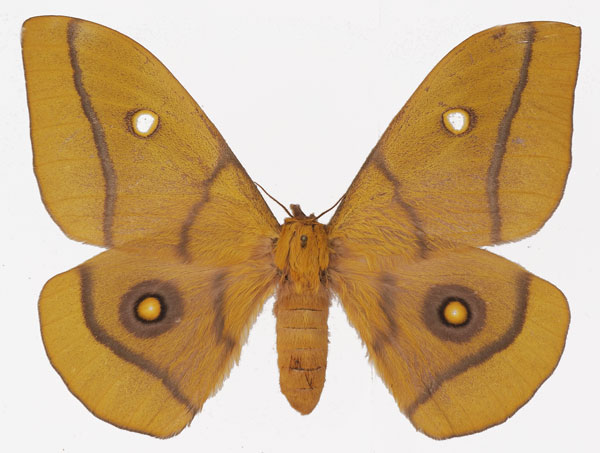 /filer/webapps/moths/media/images/K/krucki_Gonimbrasia_AF_Basquin.jpg