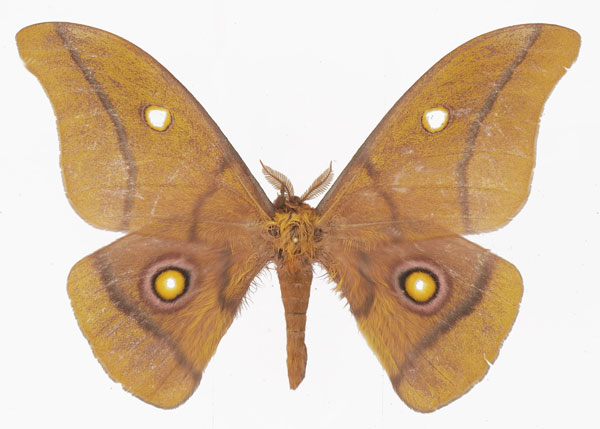 /filer/webapps/moths/media/images/K/krucki_Gonimbrasia_AM_Basquin_01a.jpg