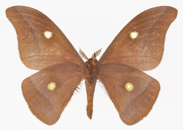 /filer/webapps/moths/media/images/K/krucki_Gonimbrasia_AM_Basquin_01b.jpg