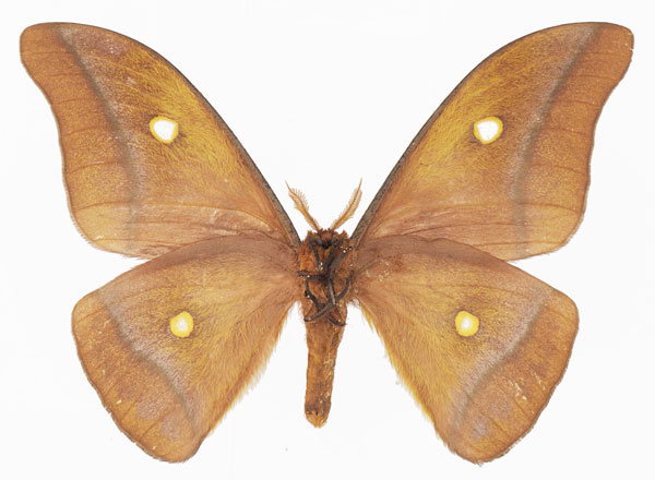 /filer/webapps/moths/media/images/K/krucki_Gonimbrasia_AM_Basquinb.jpg