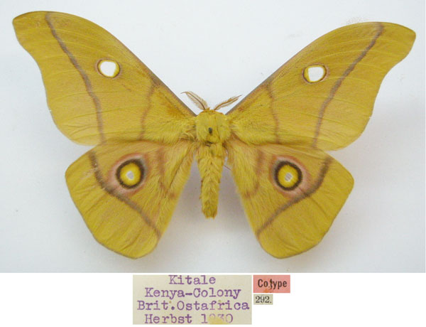 /filer/webapps/moths/media/images/K/krucki_Gonimbrasia_AM_NHMUKa.jpg