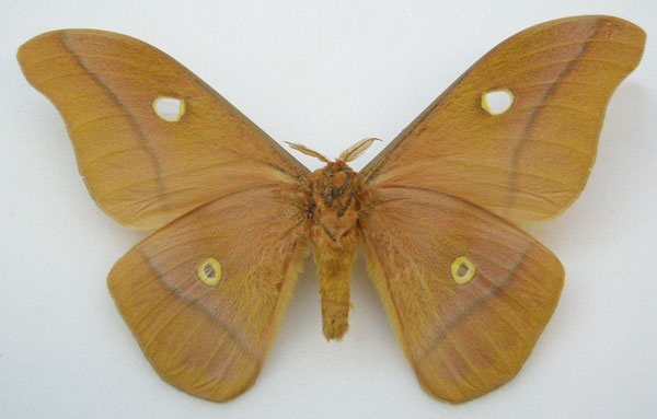/filer/webapps/moths/media/images/K/krucki_Gonimbrasia_AM_NHMUKb.jpg