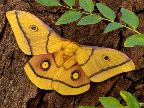 /filer/webapps/moths/media/images/K/krucki_Gonimbrasia_A_Wolfe.jpg