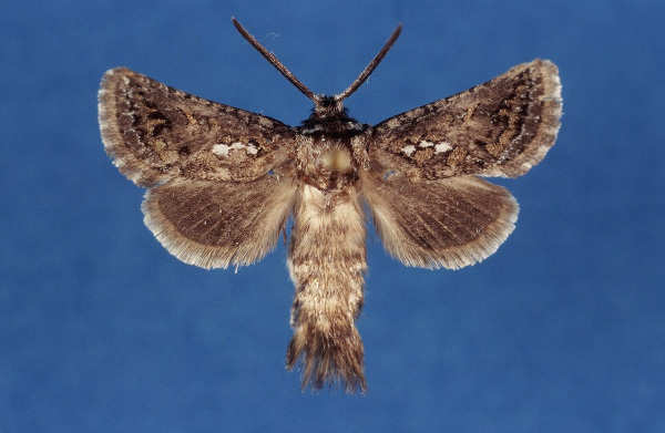 /filer/webapps/moths/media/images/K/kruegeri_Arbelodes_HT_ZMHB.jpg