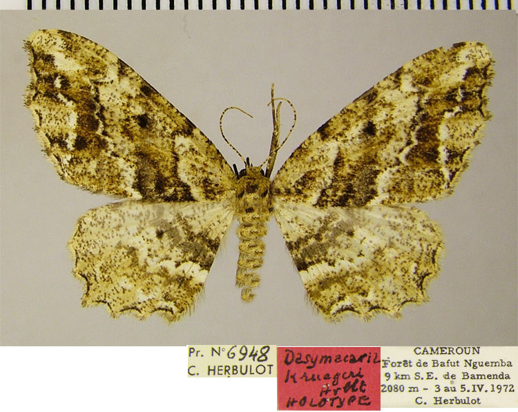 /filer/webapps/moths/media/images/K/kruegeri_Dasymacaria_HT_ZSMa.jpg