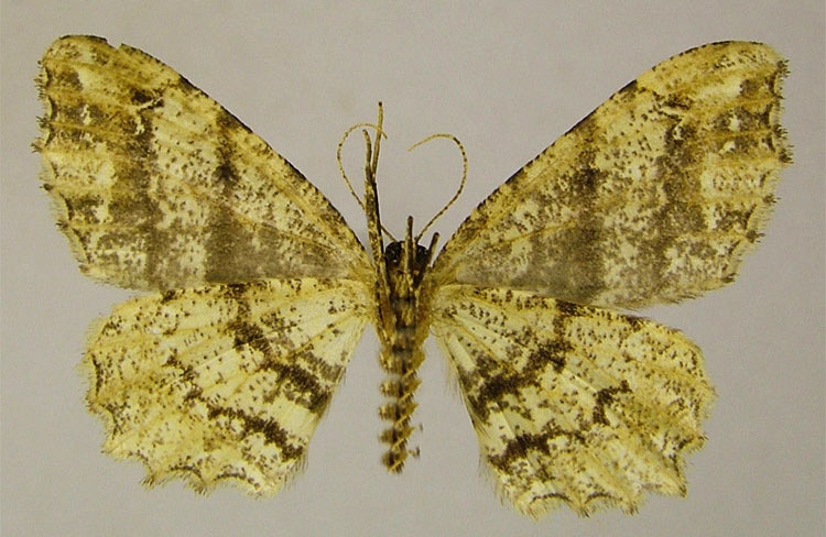 /filer/webapps/moths/media/images/K/kruegeri_Dasymacaria_HT_ZSMb.jpg