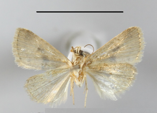 /filer/webapps/moths/media/images/K/kruegeri_Eublemma_A_MGCLb_01.JPG