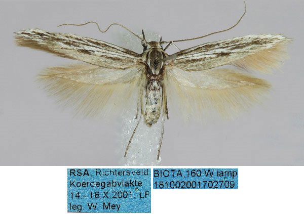 /filer/webapps/moths/media/images/K/kruegeri_Scythris_HT_ZMHB_a9j5Wu7.jpg