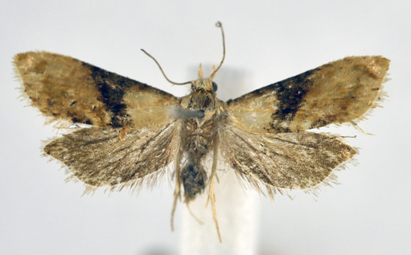 /filer/webapps/moths/media/images/K/kruegeriana_Eupoecilia_A_NHMO.jpg