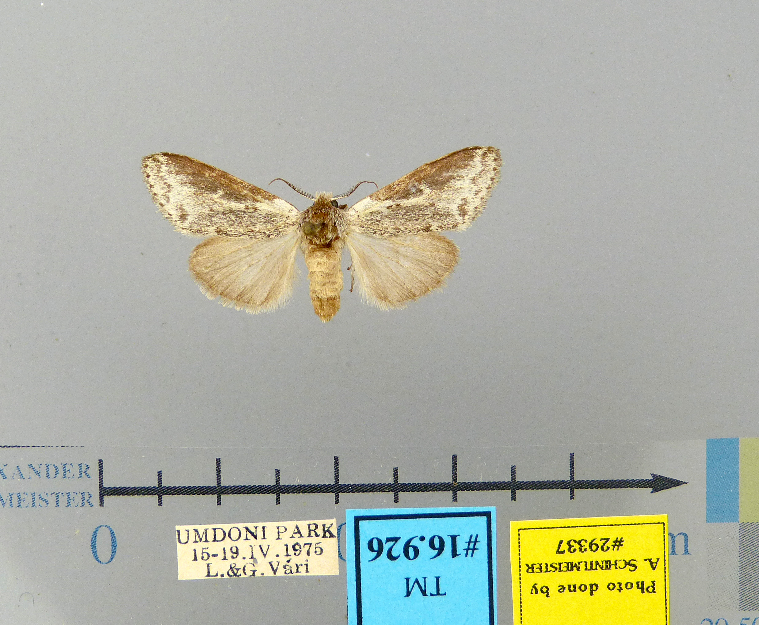 /filer/webapps/moths/media/images/K/krugeri-Leptolepida-TM16926-29337f-RSA.jpg
