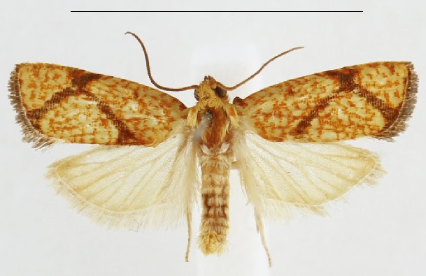 /filer/webapps/moths/media/images/K/kryphaios_Phalarocarpa_AM_NHMO_BLRPqh6.jpg
