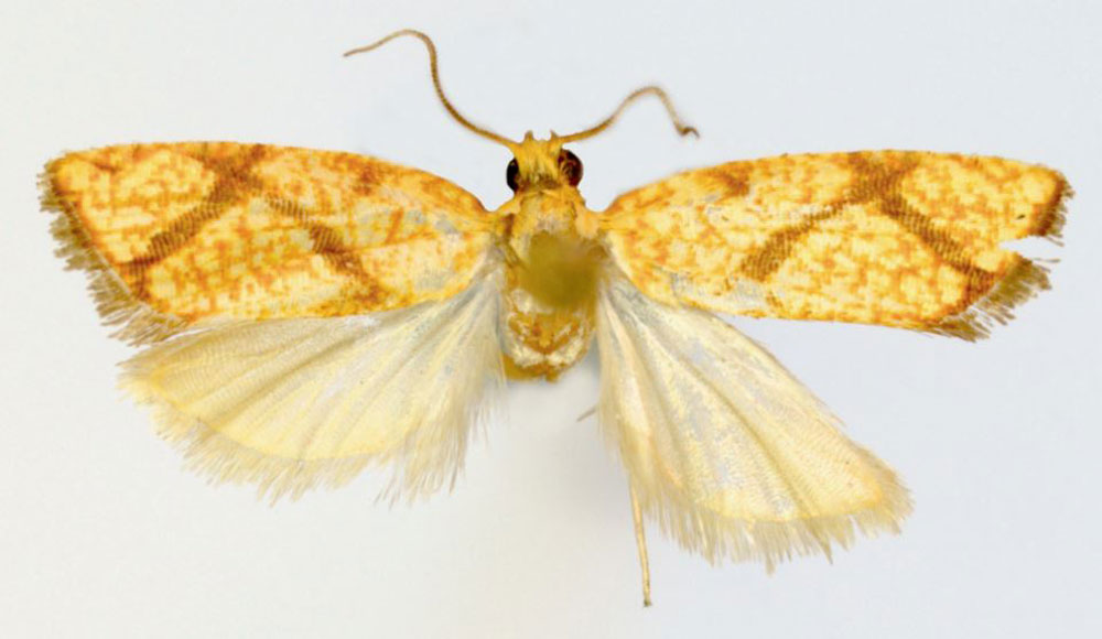 /filer/webapps/moths/media/images/K/kryphaios_Phalarocarpa_HT_ZMJU.jpg