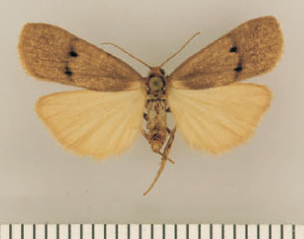 /filer/webapps/moths/media/images/K/kubusensis_Lysceia_HT_TMSA.jpg